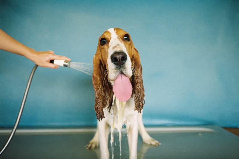 A spaniel being rinsed in a grooming bath