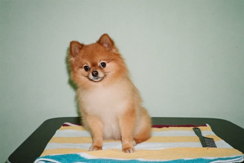 A dog waiting on a grooming table