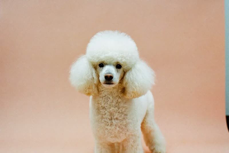 A poodle after a full trim