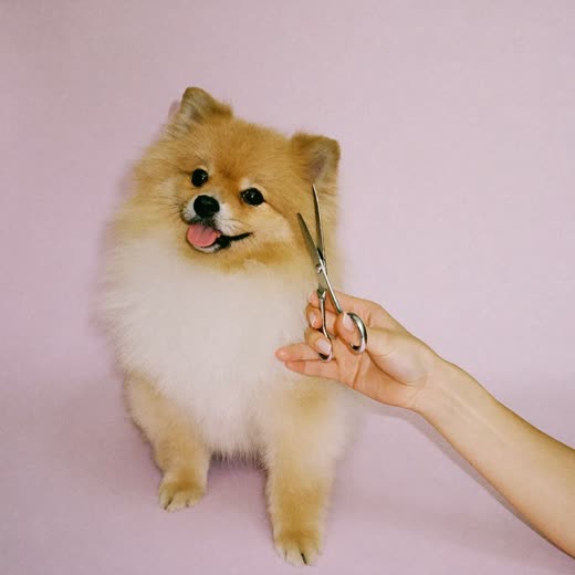 A dog having its coat scissor-trimmed