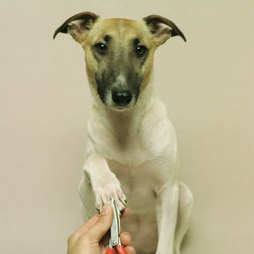 A dog having its nails clipped