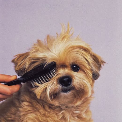 A dog being brushed and de-shedded