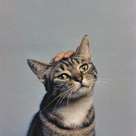 A cat being gently groomed